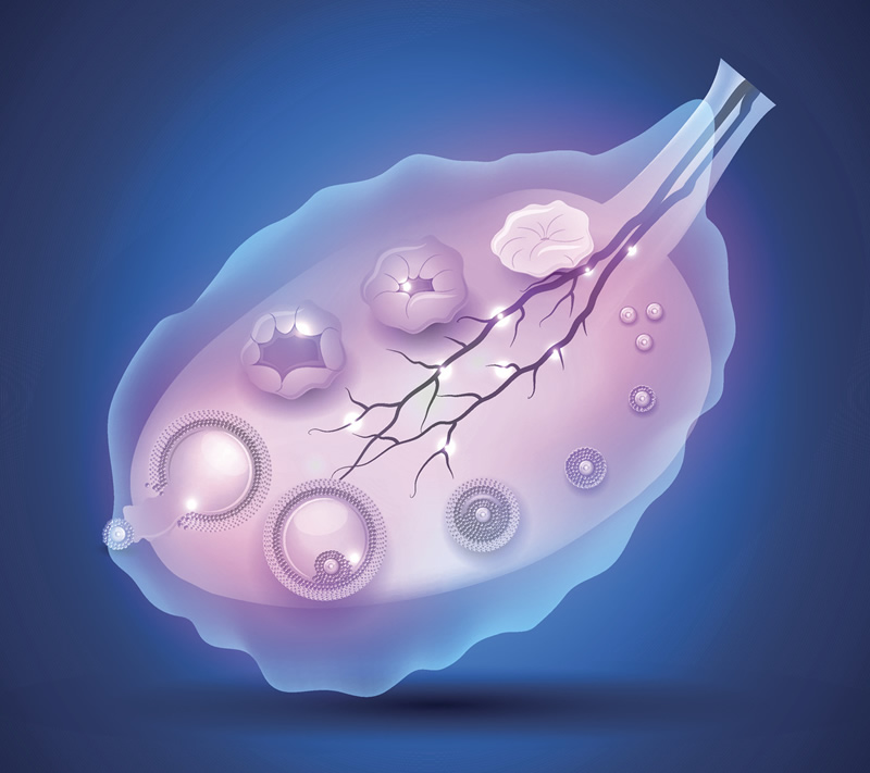 女性乙肝携带者可以做试管婴儿吗？怎么做母婴阻断